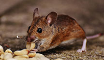 24 Hour & Emergency Exterminators in San Juan Capistrano, CA